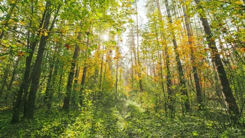 Ändern Sie die Jahreszeit von grünem Sommer zu gelben Farben der herbstlichen Waldlandschaft