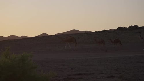 Camels Walking in Desert at Sunrise