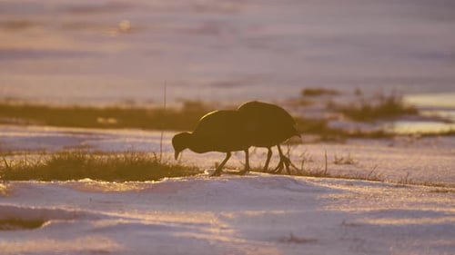 Hungrige Blässhühner in der Wintersaison Schwarze Vögel mit weißem Schnabel, die im geschmolzenen Schnee nach Nahrung suchen, fressen Gras