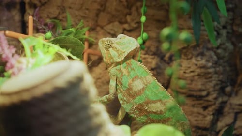 Gros plan d'un caméléon reposant près d'un arbre dans un environnement verdoyant