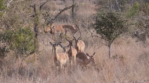 Elegant Impala Herd Grazing in the African Savannah