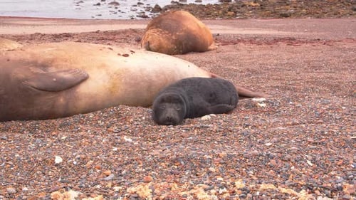 Ground level shot of a new born elephant seal pup laying on sandy beach half asleep with other seals