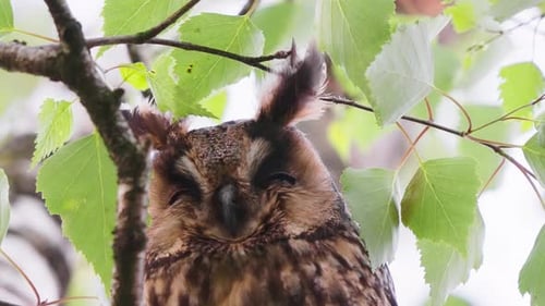 Great Horned Owl face close-up on a tree branch in Texel, Netherlands