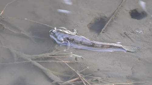 Close up shot of mudskipper at Gaomei wetland preservation area which possesses diverse habitats for