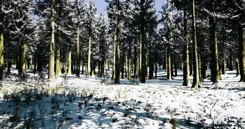 Winter Wonderland with Snow Covered Trees in a Serene Forest Landscape