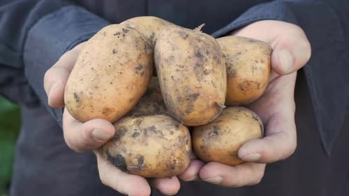 Hands Holding Freshly Harvested Potatoes from the Garden