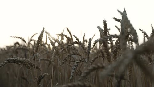 Wheat Field at Sunrise or Sunset
