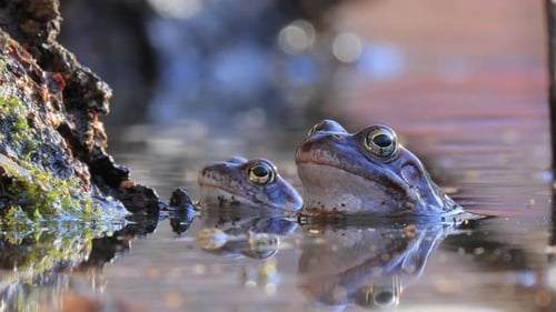 Brauner Frosch (Rana temporaria) in Nahaufnahme in einem Teich.