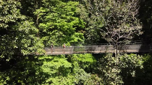 Explorer family walking in a hanging bridge in a tropical forest, Osa Peninsula Costa Rica