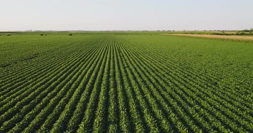 Aerial shot of green soybean crops field at agricultural farm.