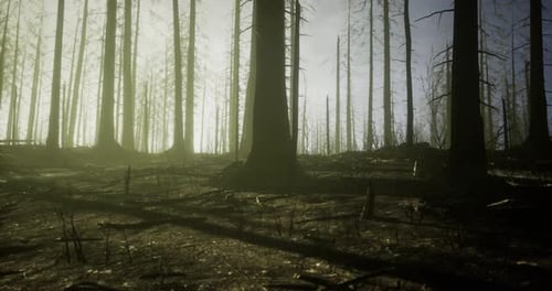 Forest Made Bare By Wildfire Revealing Sunlit Background and Tall Trees
