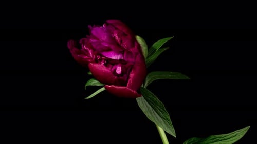 Red Peony Open Flower in Time Lapse on a Black Background. Wedding Concept. Side View on Pink Flower
