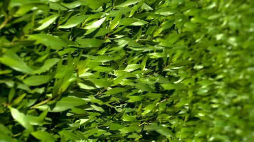 A Green Wall of Foliage Sways in the Wind