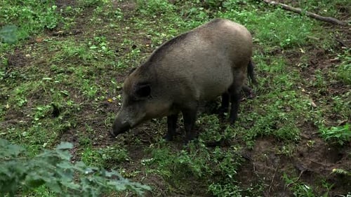 Wild Boar in the Forest Eating Grass