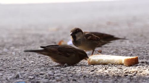 Sparrows Eating Bread in Urban Setting