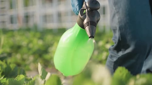 Spraying Strawberry Plants in the Garden
