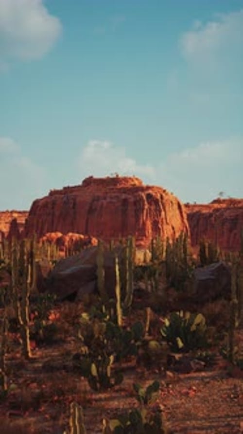 Cactus Trees and Mountains in a Desert Scene