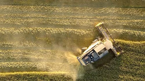 Aerial View of Combine Harvester Harvesting Large Golden Ripe Wheat Field