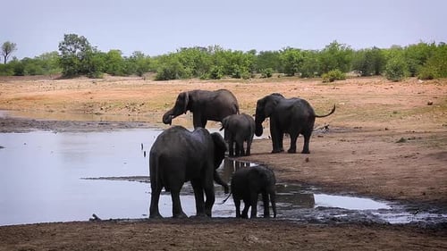 Afrikanischer Buschelefant im Krüger-Nationalpark, Südafrika