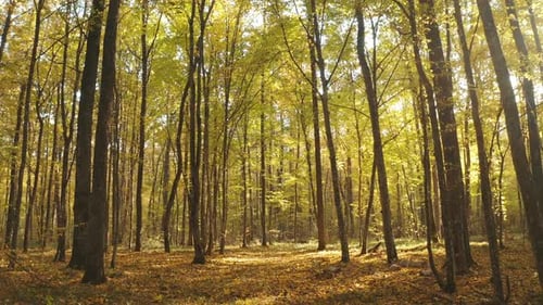 Ruhiger Flug durch den herbstlichen Herbstwald an einem schönen Sonnenuntergangsabend