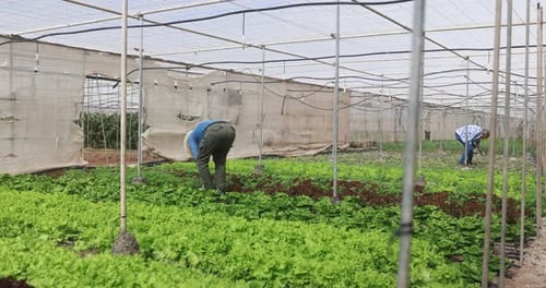 Group of People Working Inside Farm Greenhouse Picking Up Organic Lettuce -