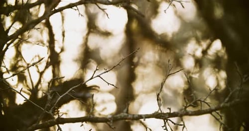 Oak Wood Tree Trunk In Autumn Forest Beautiful Close Up View Autumn Nature Oak Forest During Autumn