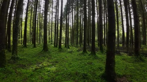 Smooth cinematic green forest fpv cruise with drone between trees in spring