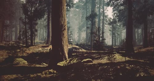 Sunlight Filters Through Trees in a Serene Forest Environment