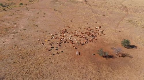 Aerial view of cattle grazing in barren outback, Australia.