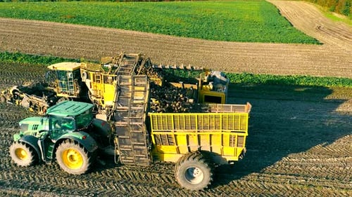 Agriculture in the fieldTop View Harvesting Sugar Beets in the Field