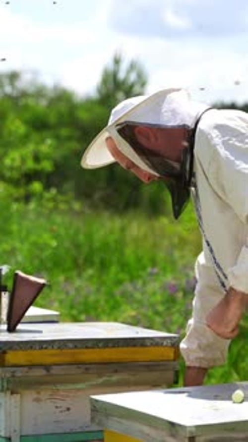 Beekeeper Inspecting Bee Hive Frame on Sunny Day