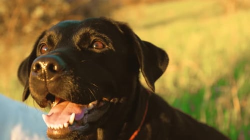 Black Labrador Retriever Relaxing in Golden Light