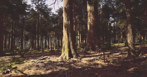 Forest Landscape with Tall Trees and Sunlight Filtering Through Branches