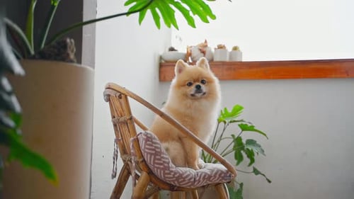 Cute Dog Sits on a Rattan Chair