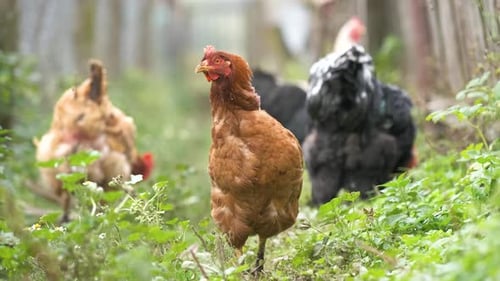 Closeup of Domestic Chicken Feeding on Traditional Rural Barnyard Hens on Barn Yard in Eco Farm Free