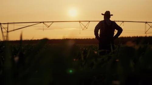 Elderly Farm Worker Strolling Alone in Beautiful Agricultural Fields in Summer Agronomist