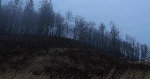 Fog advancing over the forest and surrounding hills during a sunny afternoon.