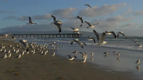 Seagulls on Beach at Sunset Tracking