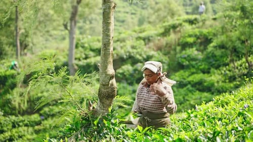 Women Gather Tea Leaves in Lush Ceylon Hillside Plantation Skilled Hands Select Finest Fresh Shoots