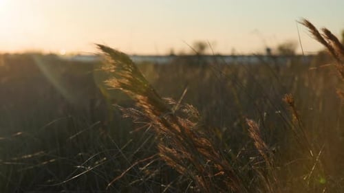 Slow motion close-up of tall wild grass gently swaying in the wind during golden hour. Warm sunset