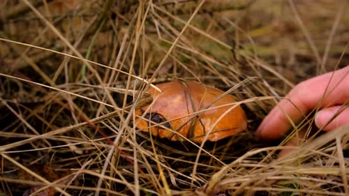 Mushroom Picking in the Forest Selective Focus