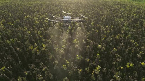 Agricultural Drone Spraying Sunflower Field 23