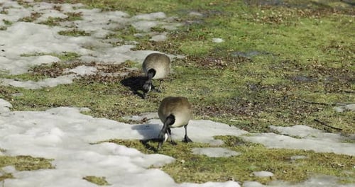 Two Canadian geese feeding on grass beside the waters edge on a spring day in Gatineau, Quebec.