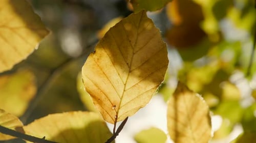 Close-up of beautiful golden autumn leaf