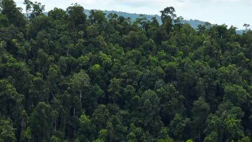 Forest on the Island of Borneo