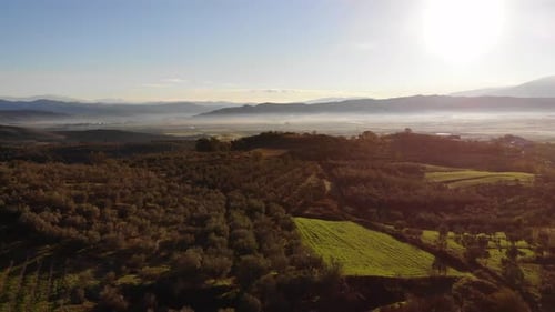 Sobrevuela un olivar (Olea Europaea) en Creta