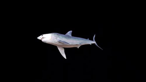 Realistic Animated Great White Shark Swimming on Alpha Channel