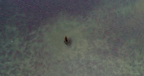 Brown Bear surrounded by thousands of Salmon fish in Kamchatka, Aerial view