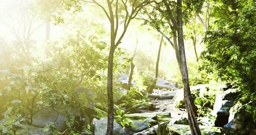 Lush Forest Path Illuminated By Morning Light During the Early Hours