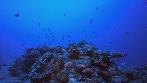 Underwater Tropical Water Blue Sea
